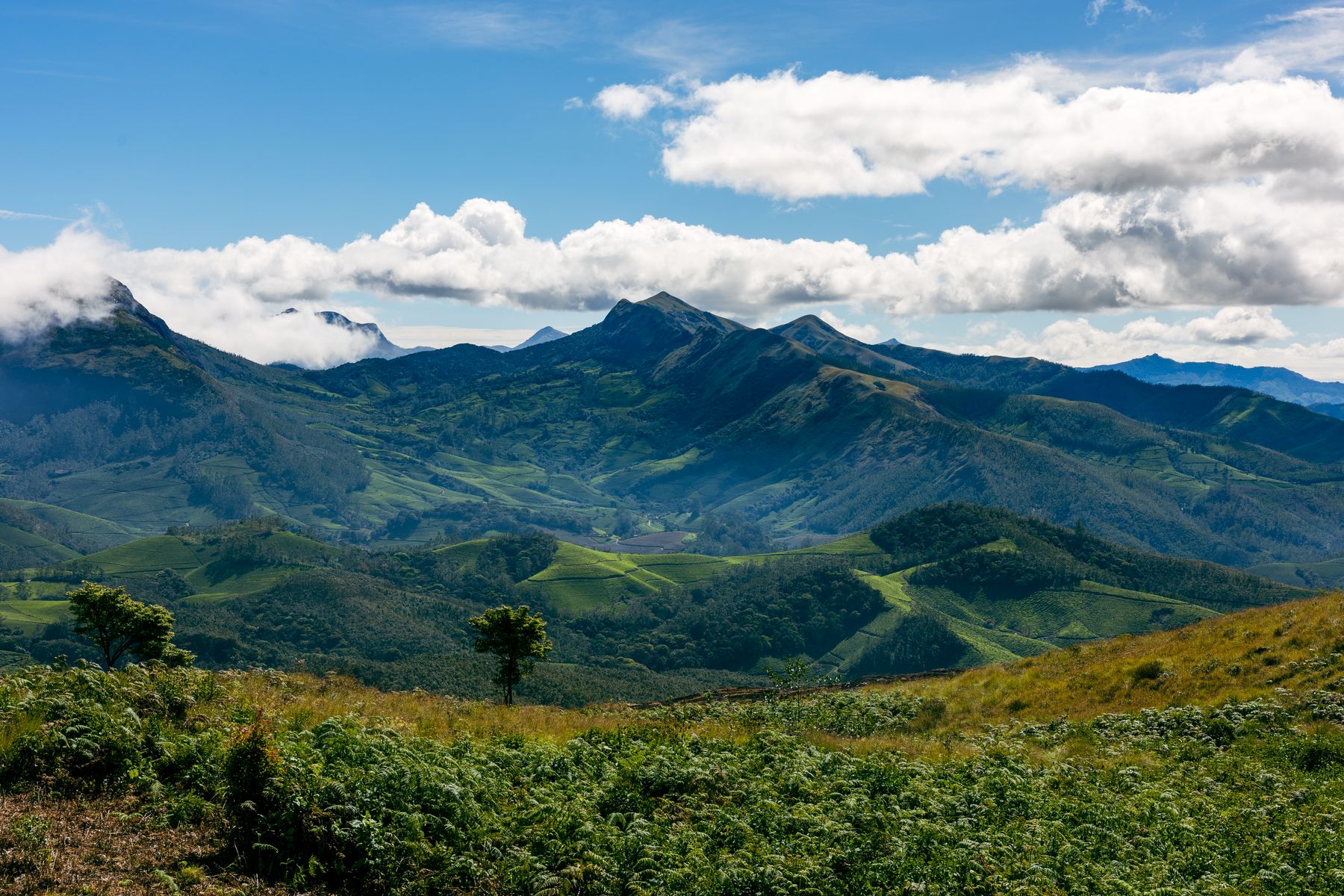 Western Ghats Tea And Mountain Panorama